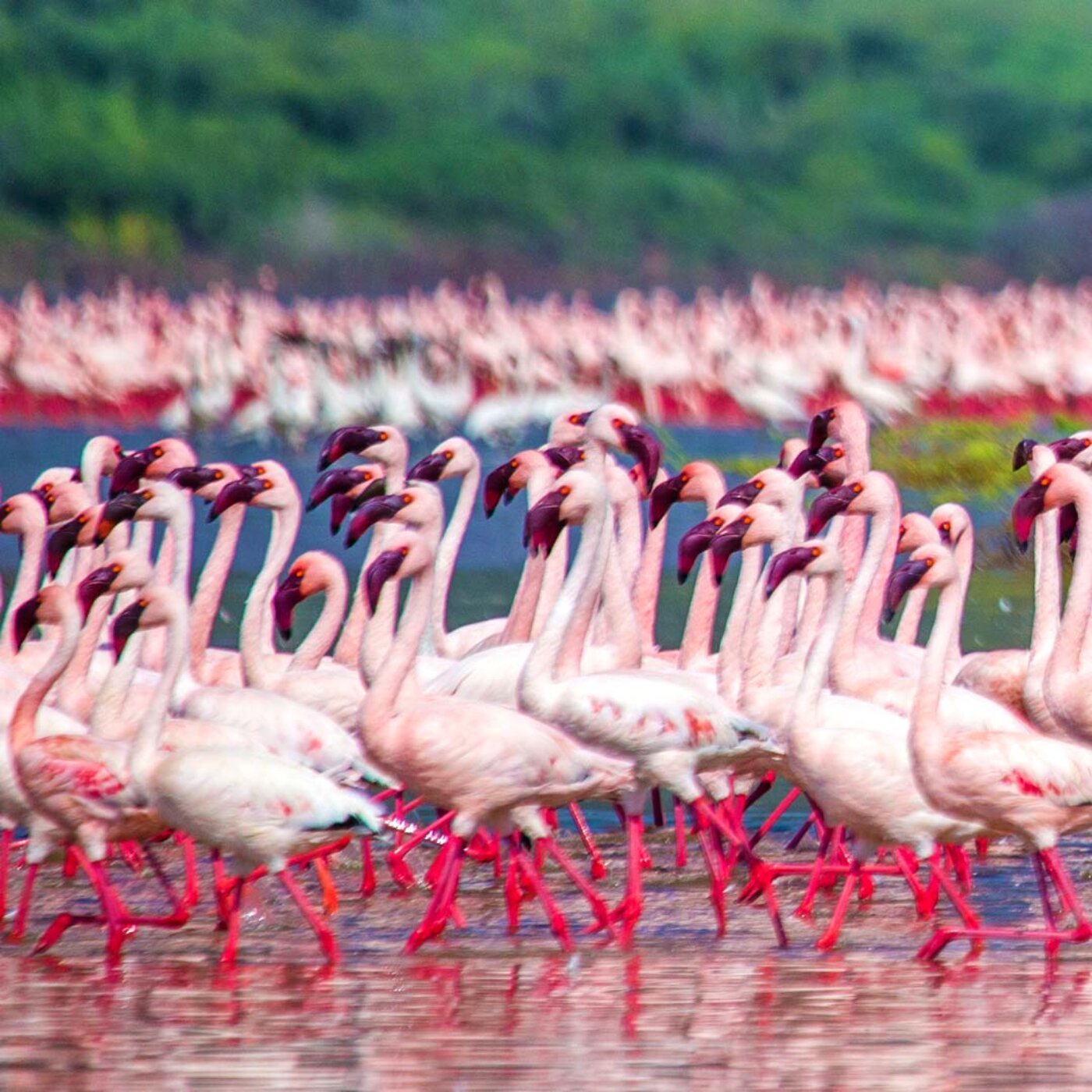 Nakuru National Park