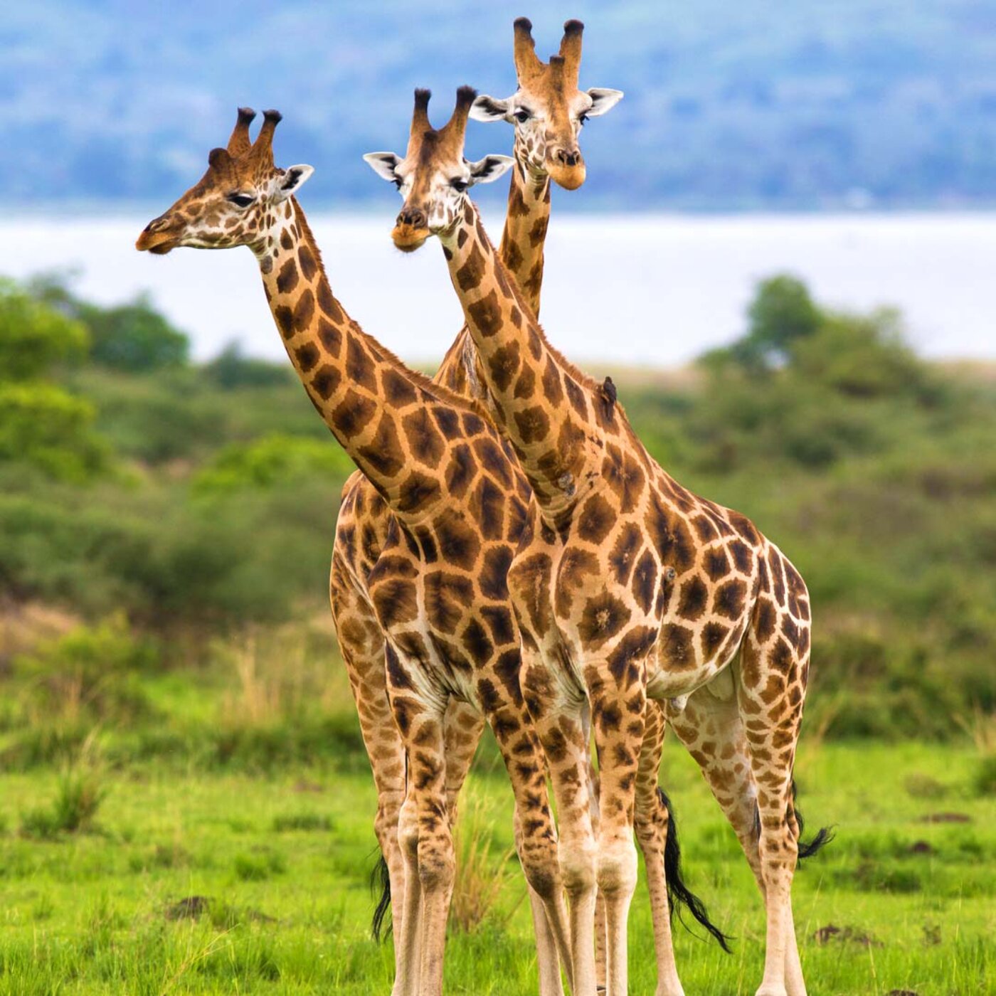 Murchison Falls National Park