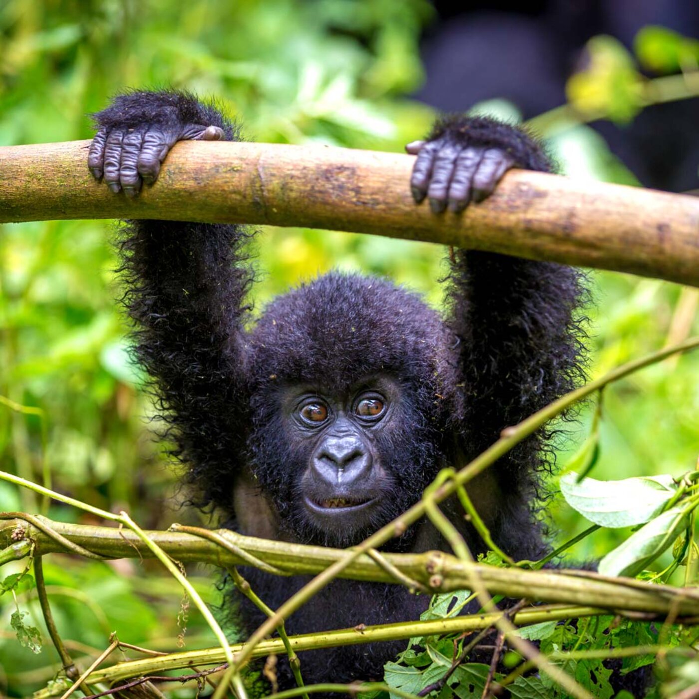 Mountain Gorillas