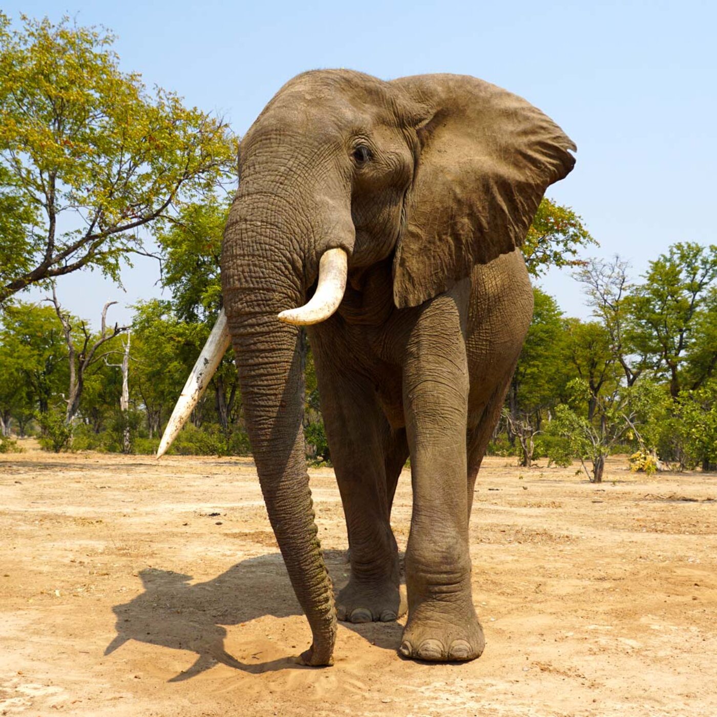 Mana Pools National Park